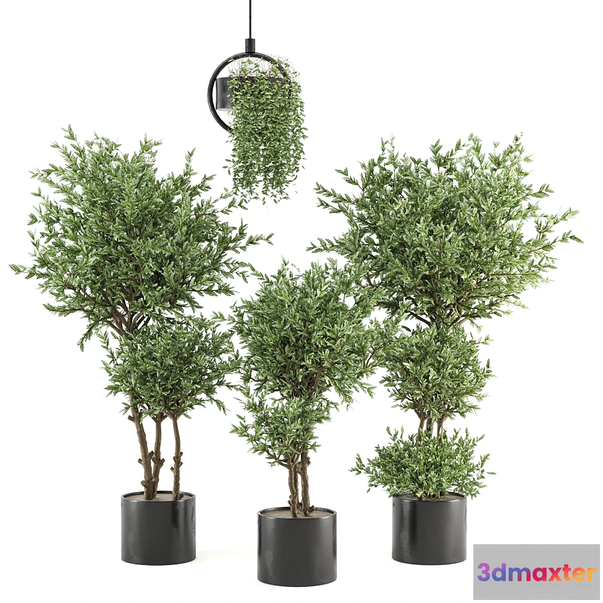 777979 - Indoor Plants Collection - Set 416 - No.2