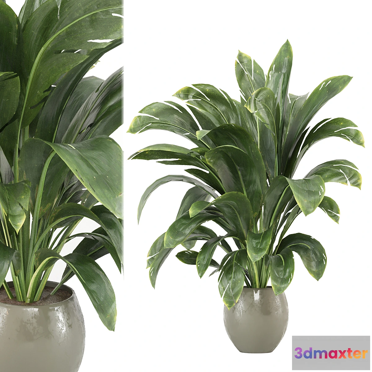 777997 - indoor Plants Collection - Set 586 - No.2