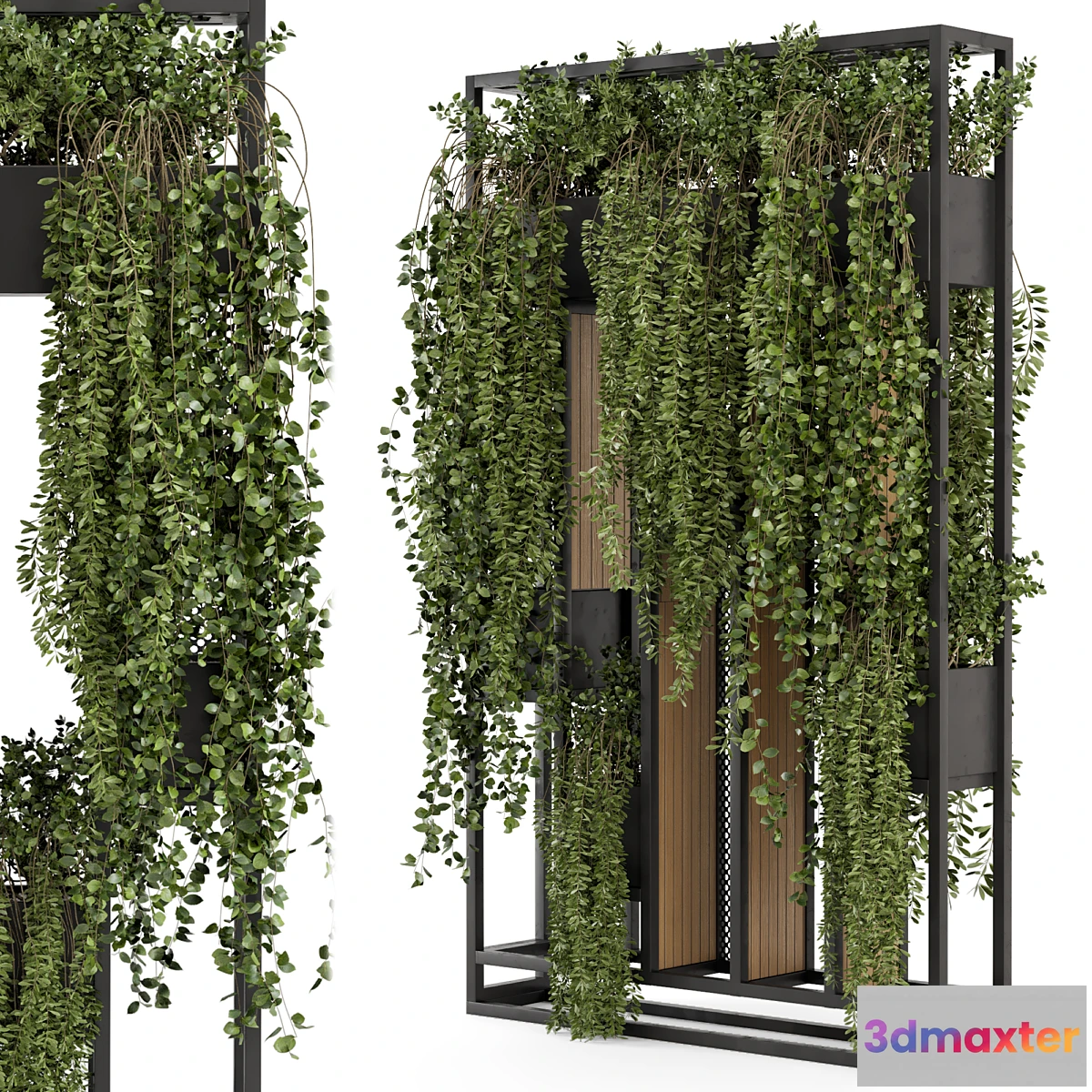 778017 - Indoor Hanging Plants in Metal Stand - Set 1005 - No.2