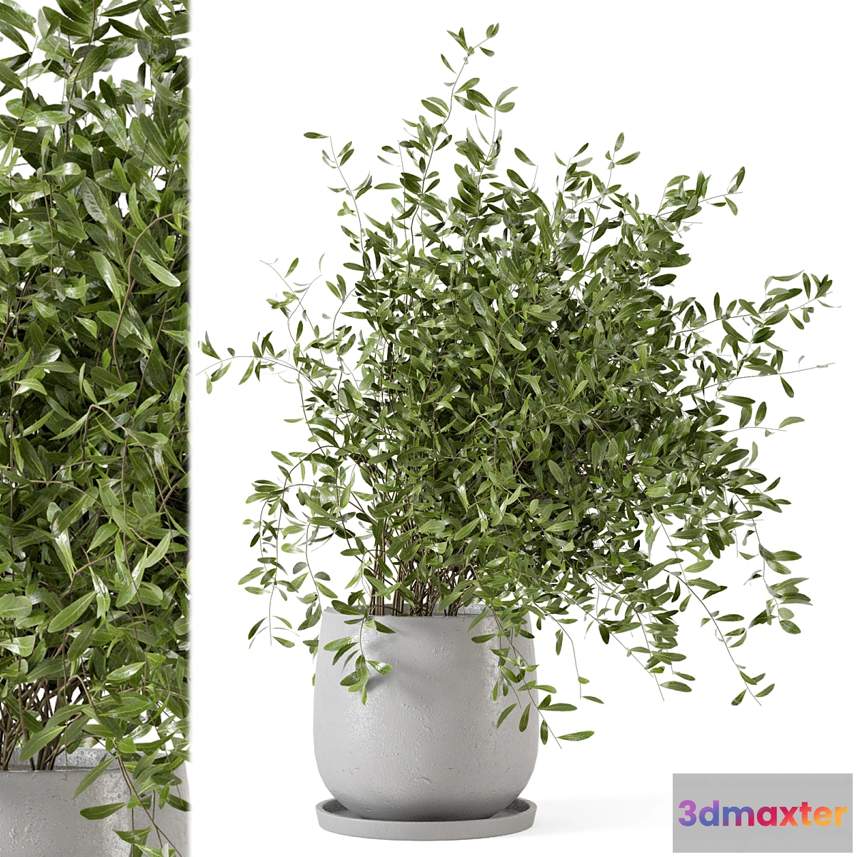 778021 - Indoor Plants in rusty Concrete Pot - Set 281