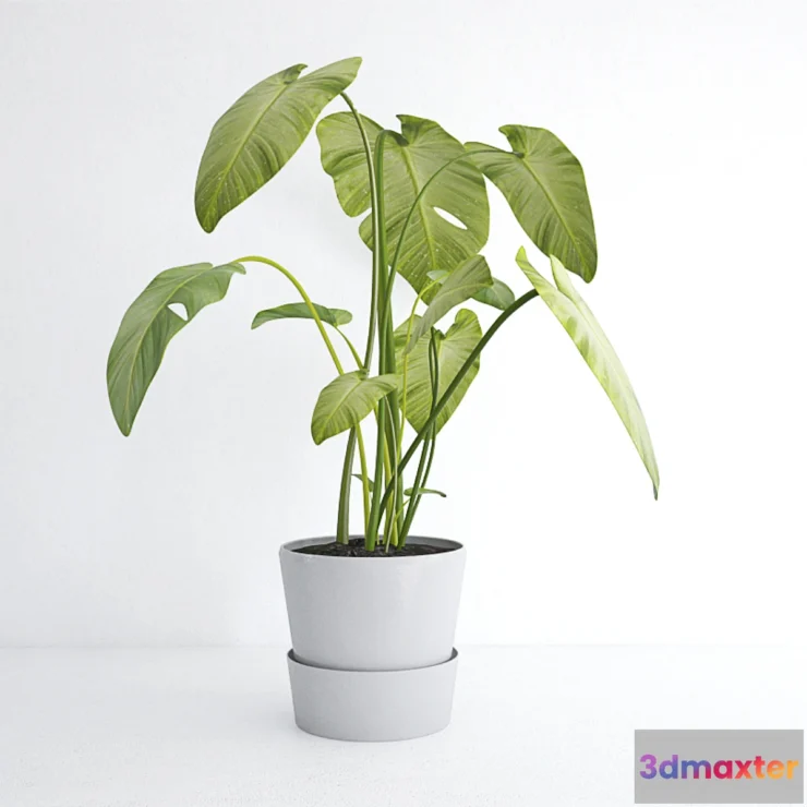 791684 - plant - No.17