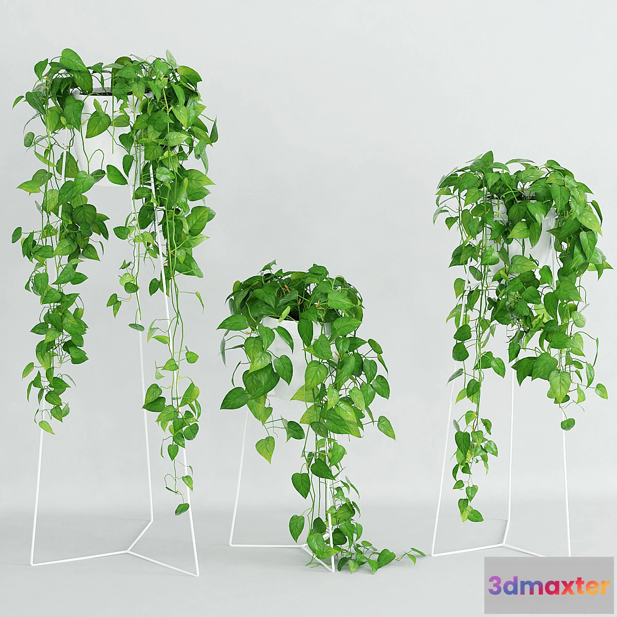 791706 - Woodbine 3 - No.2