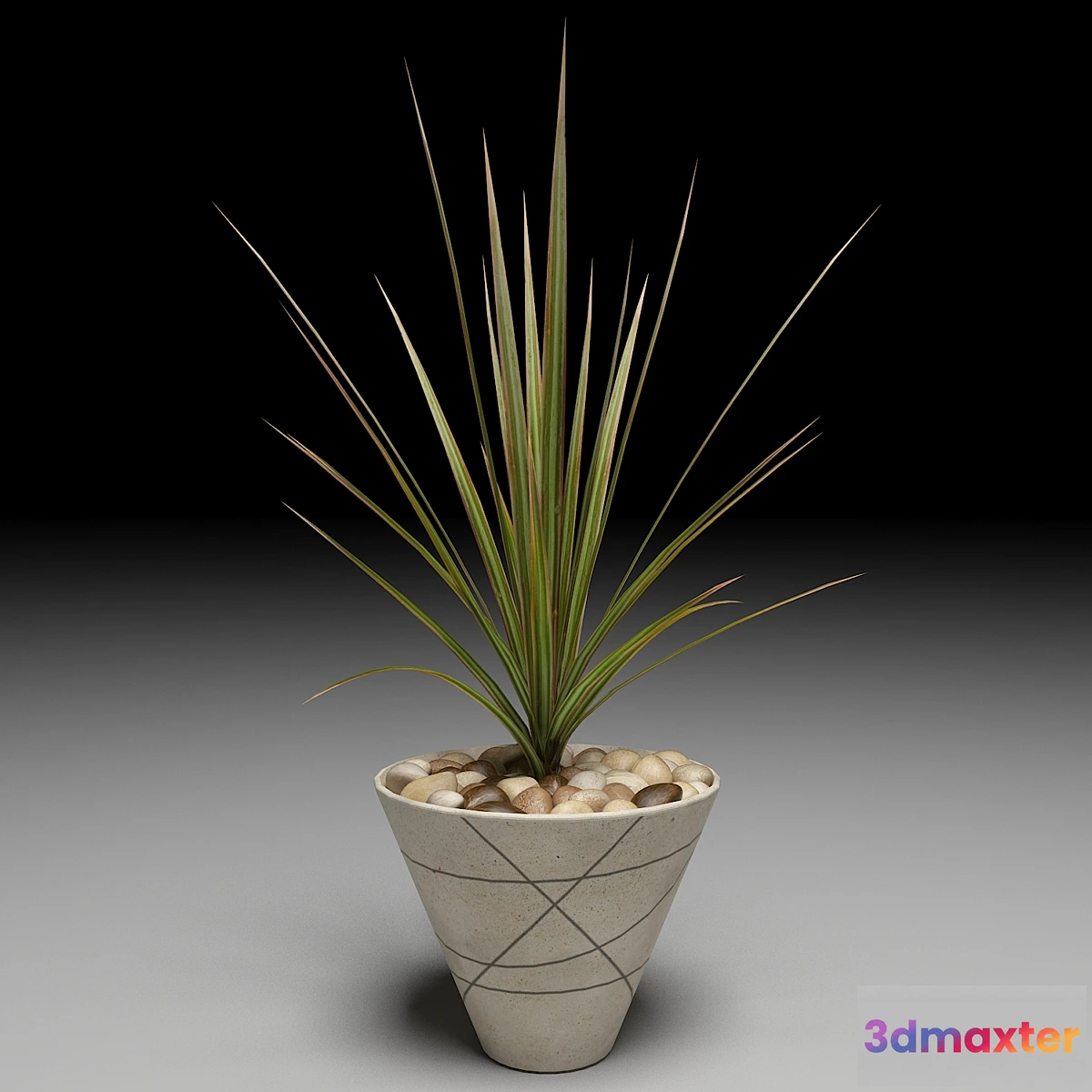 791716 - Dracaena Marginata tree - No.3