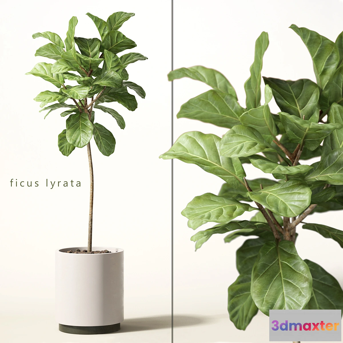 791722 - ficus lyrata - No.6