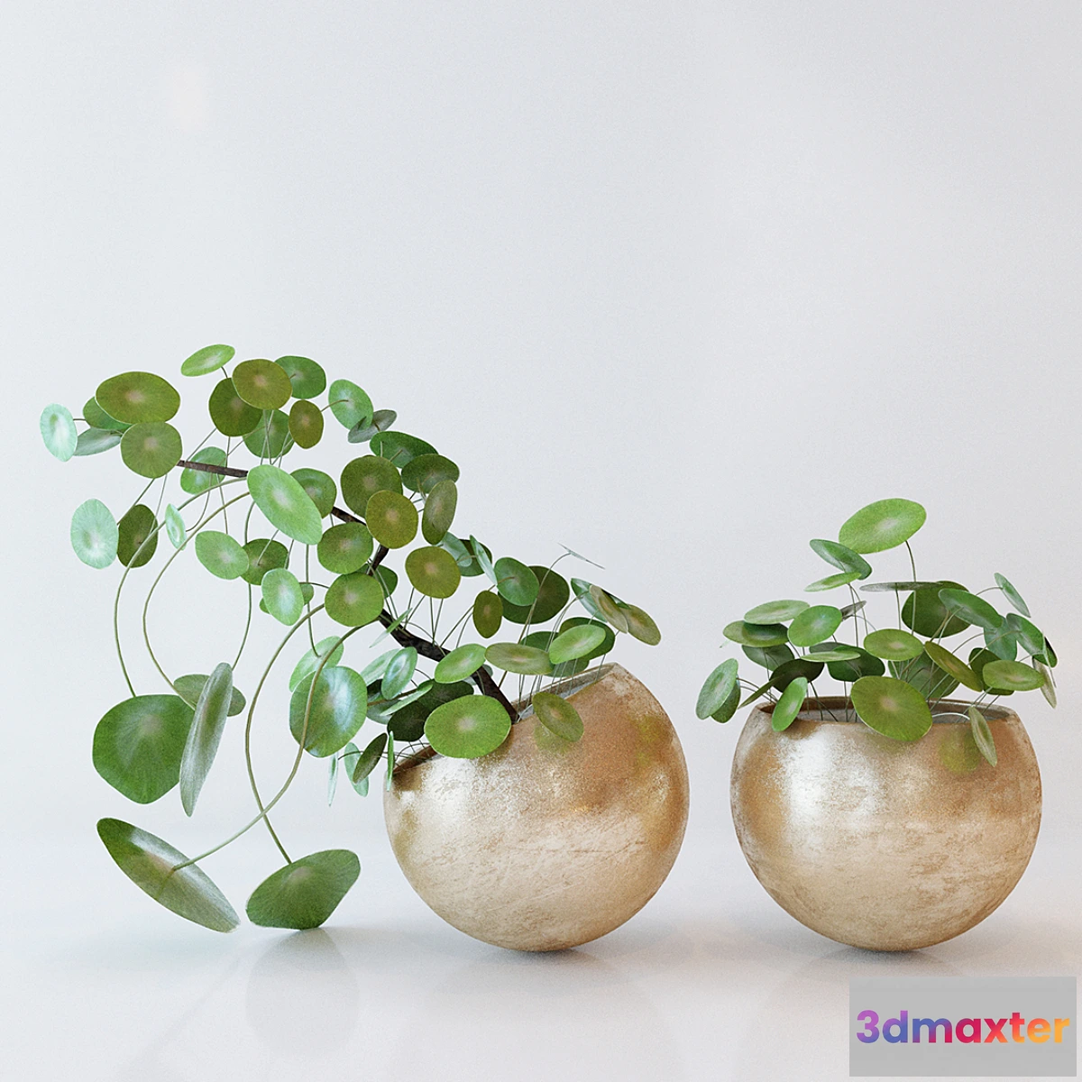 791766 - Pile peperomievidnaya - No.2