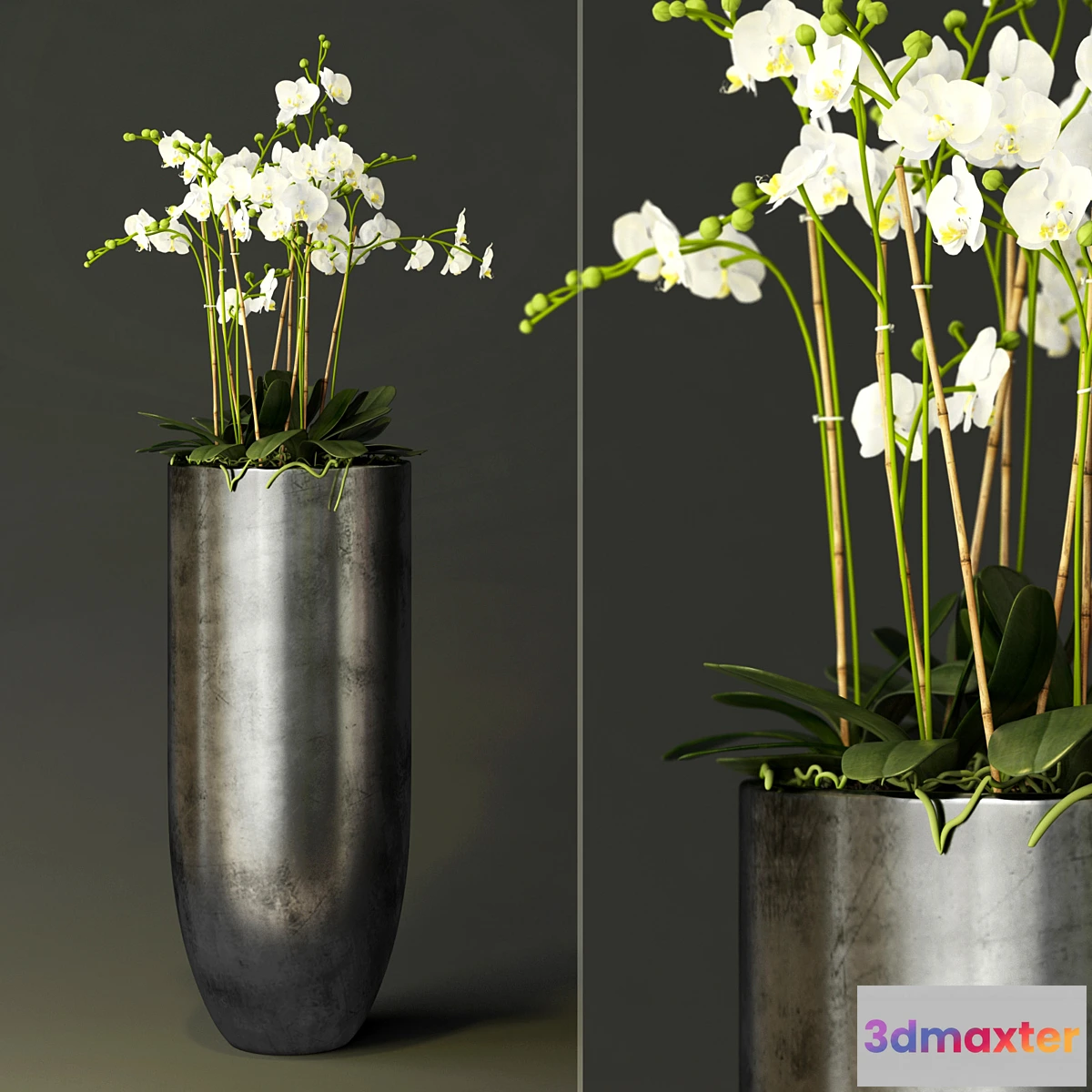 791914 - orchid - No.17