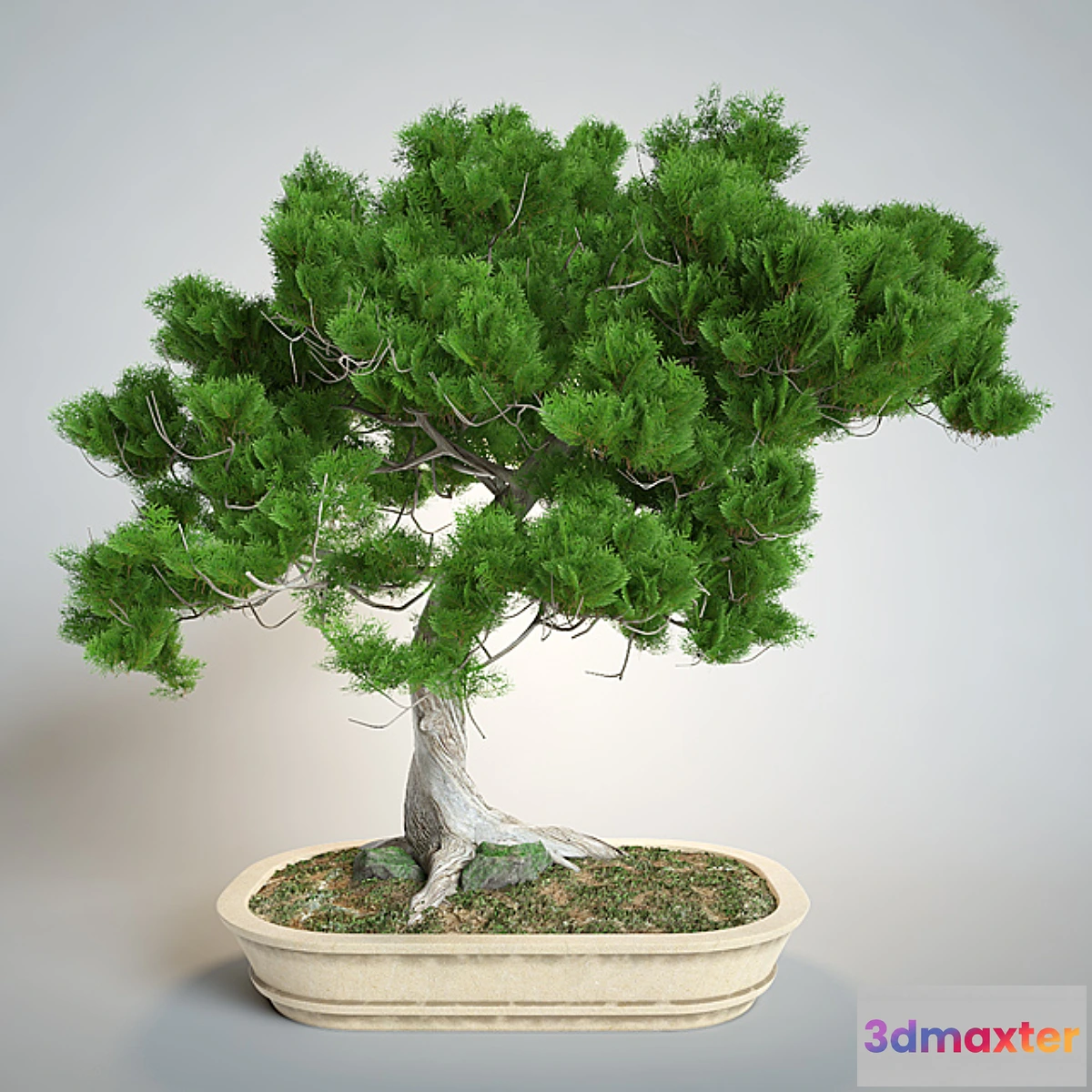 792010 - Bonsai - No.14