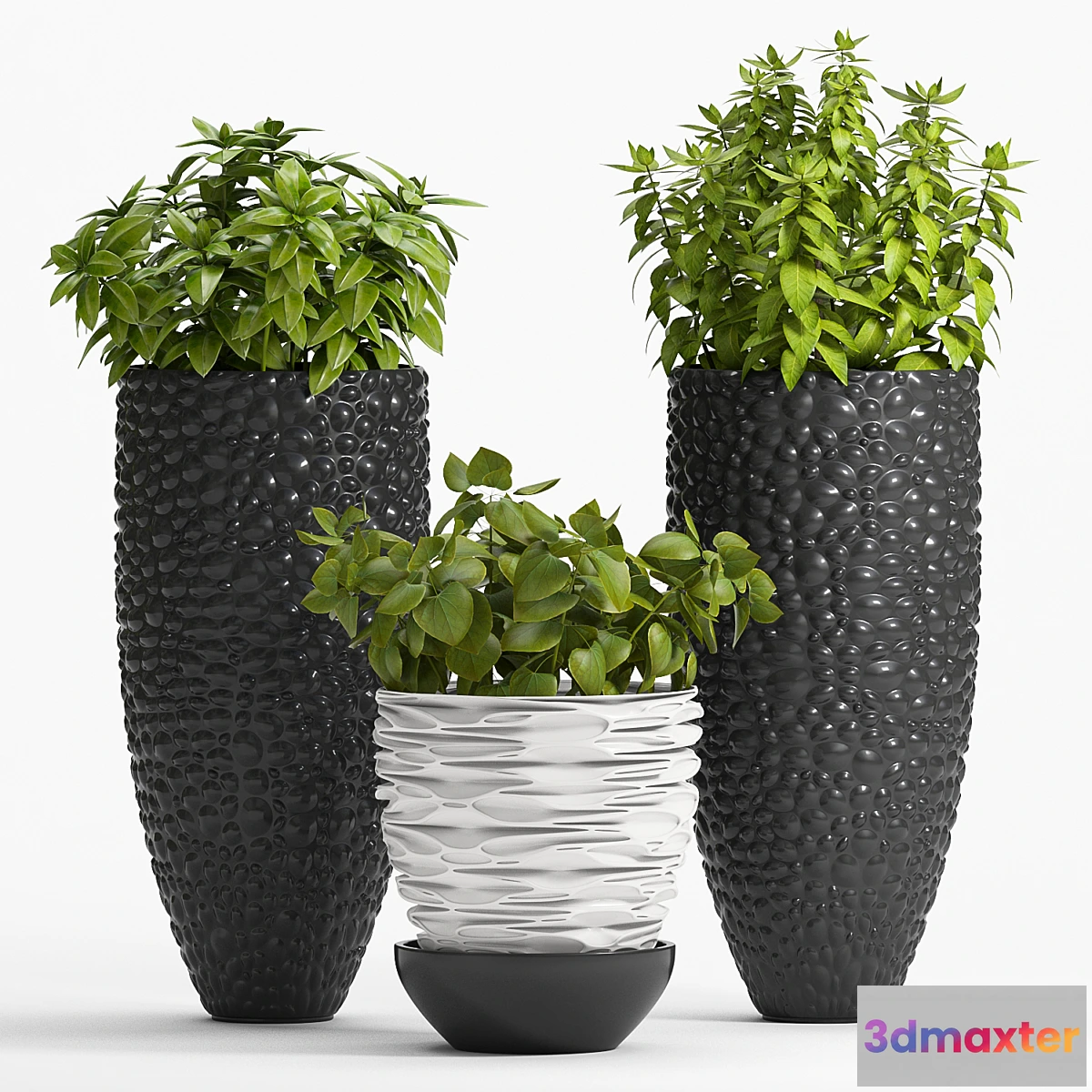 792026 - PLANT -20 - No.2