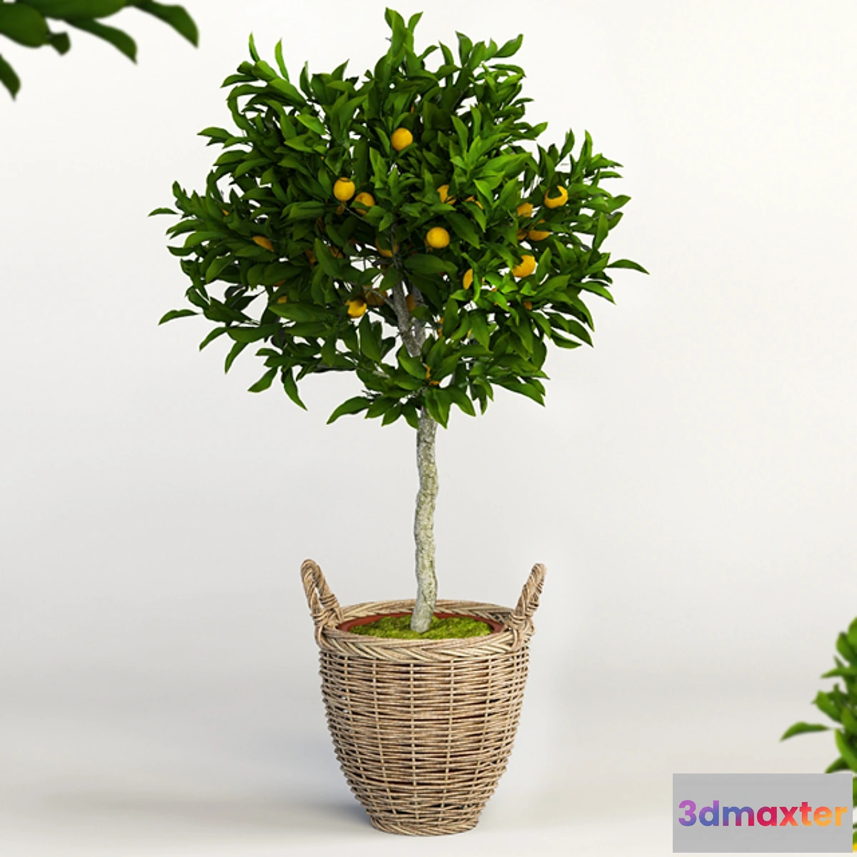 792034 - Lemon Tree - No.3