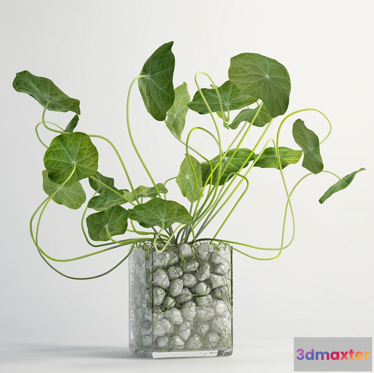 792038 - Plant - No.18