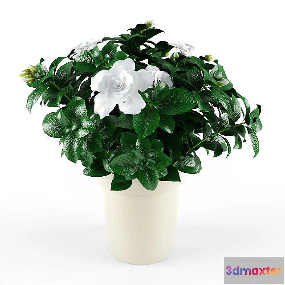 792044 - Gardenia_Jasminoides - No.2