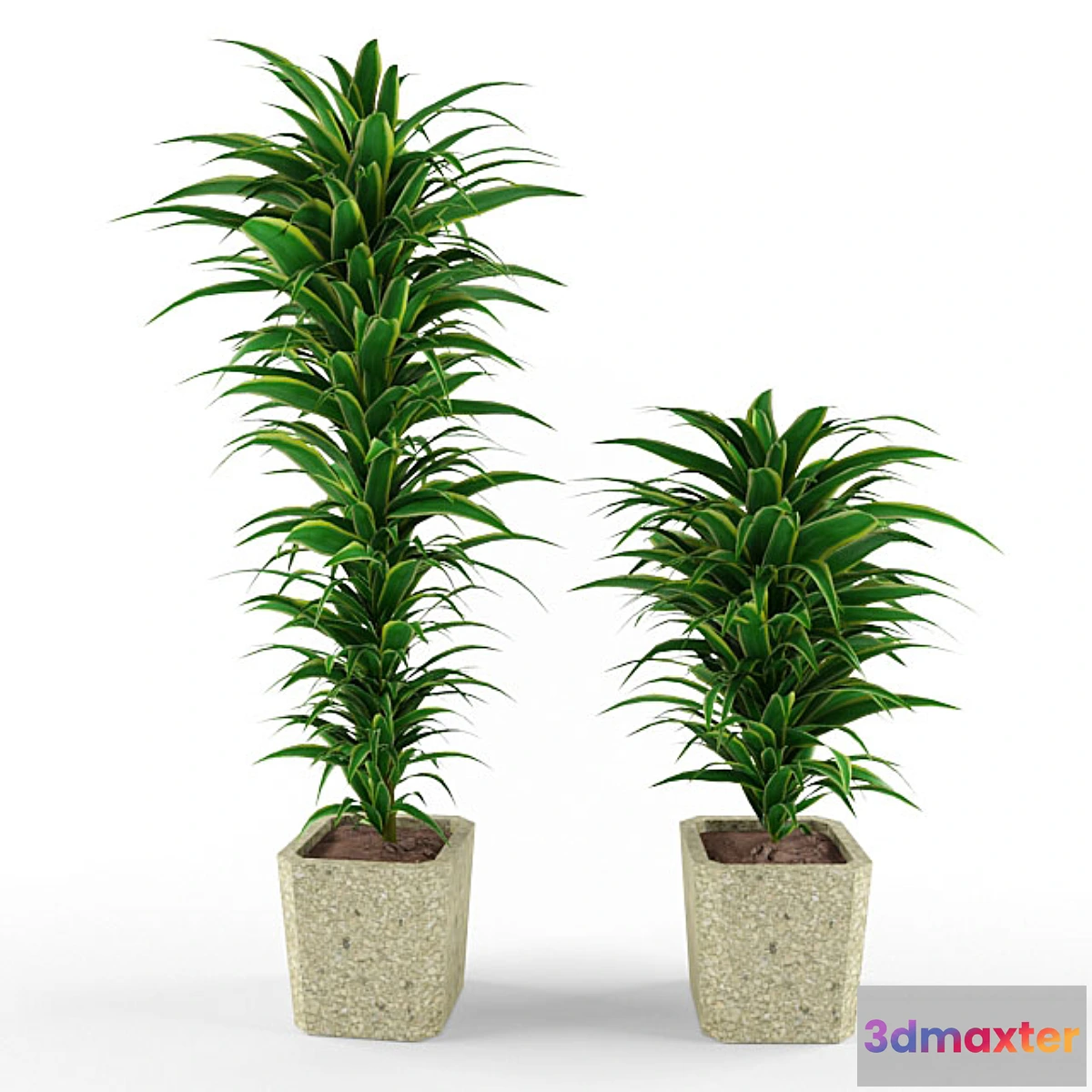 792046 - plant - No.19