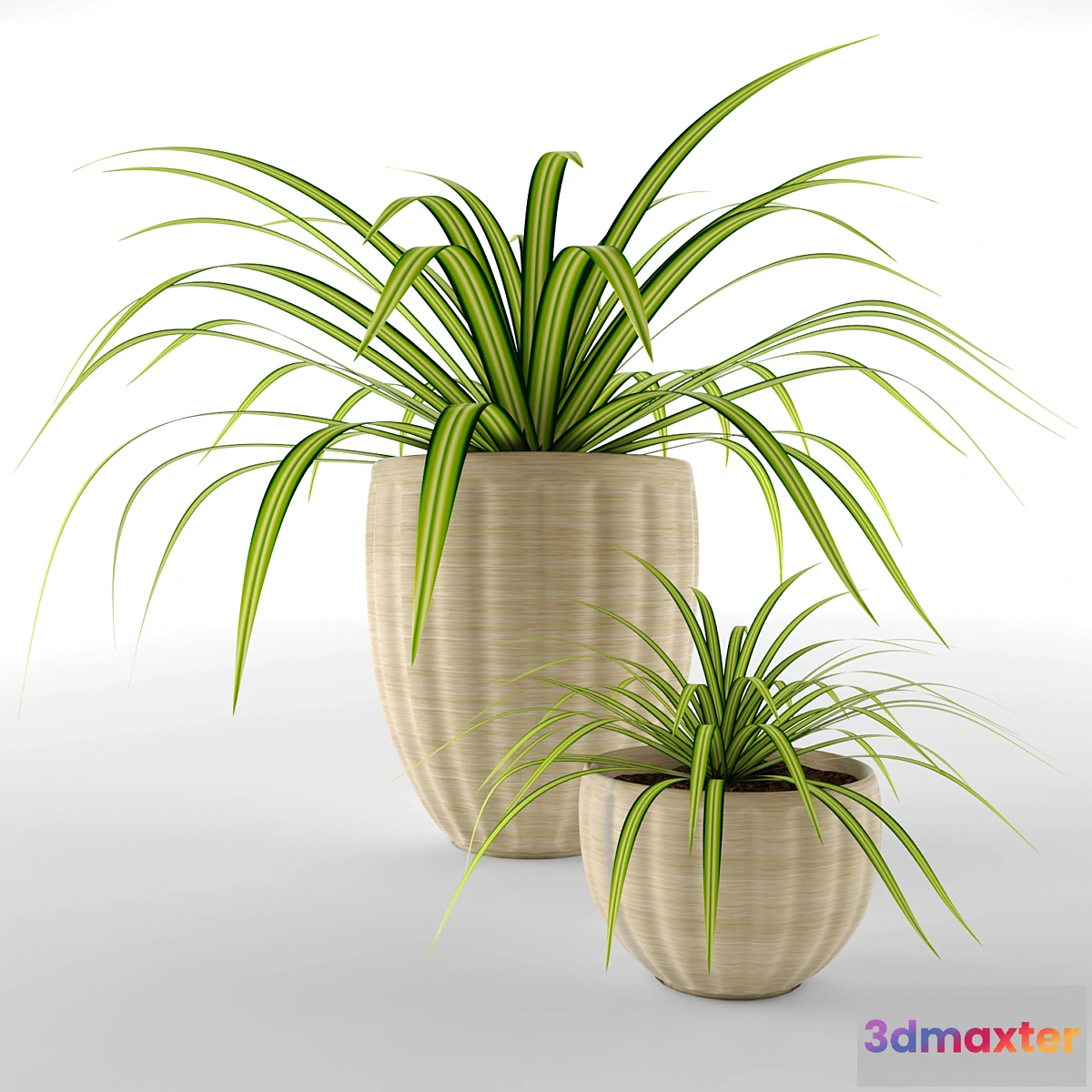 792050 - Chlorophitum in pots - No.2