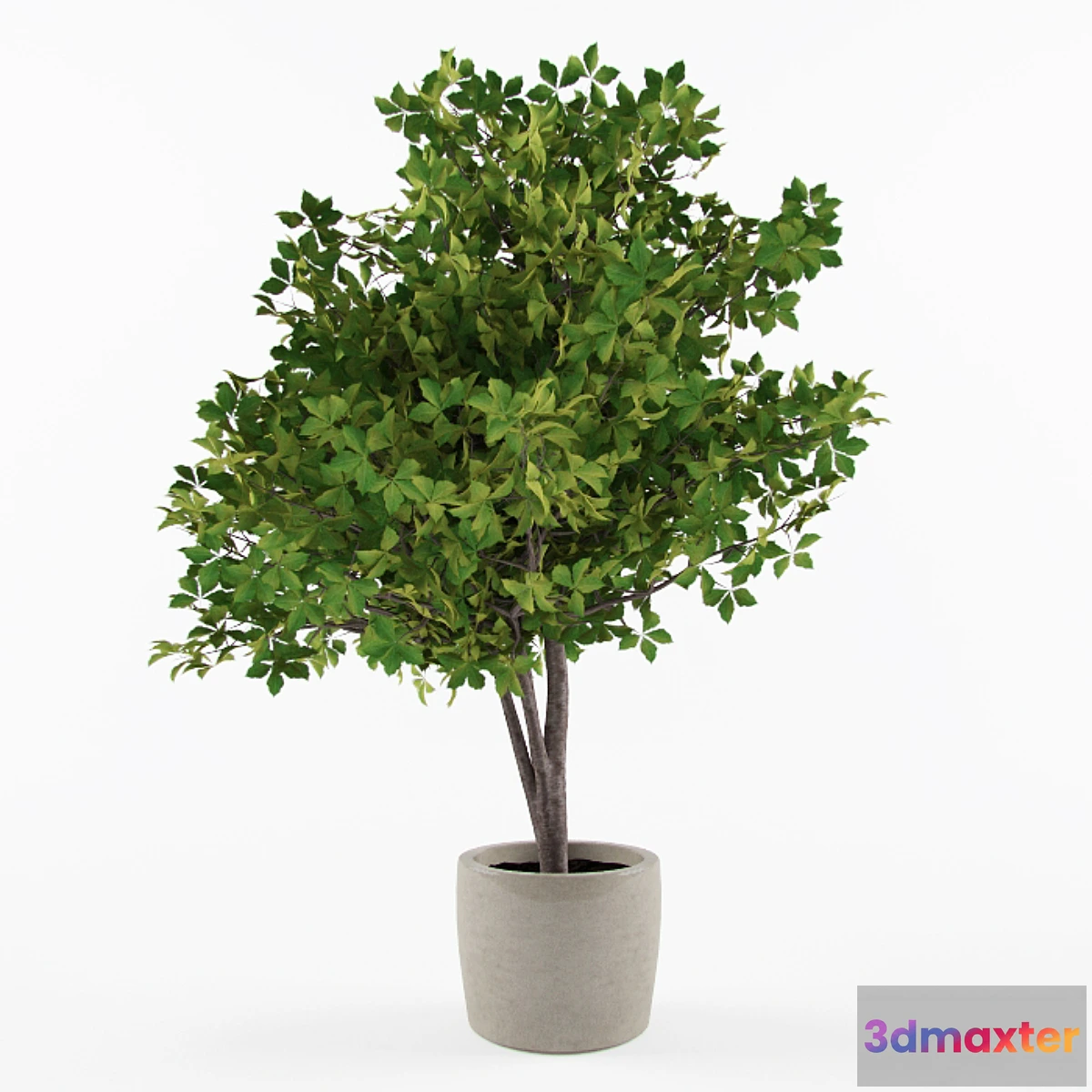 792068 - Ornamental - No.2