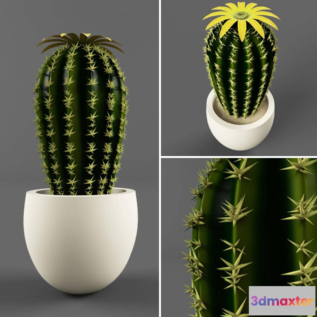 792076 - Cactus - No.8