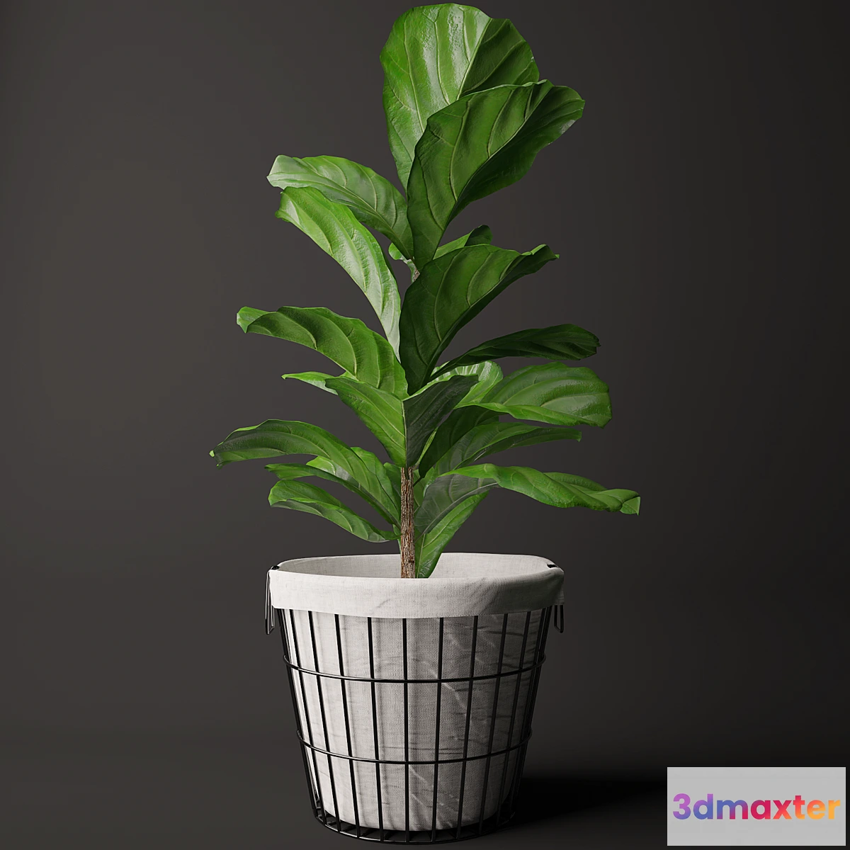 792146 - Ficus Lyrata 2 - No.4