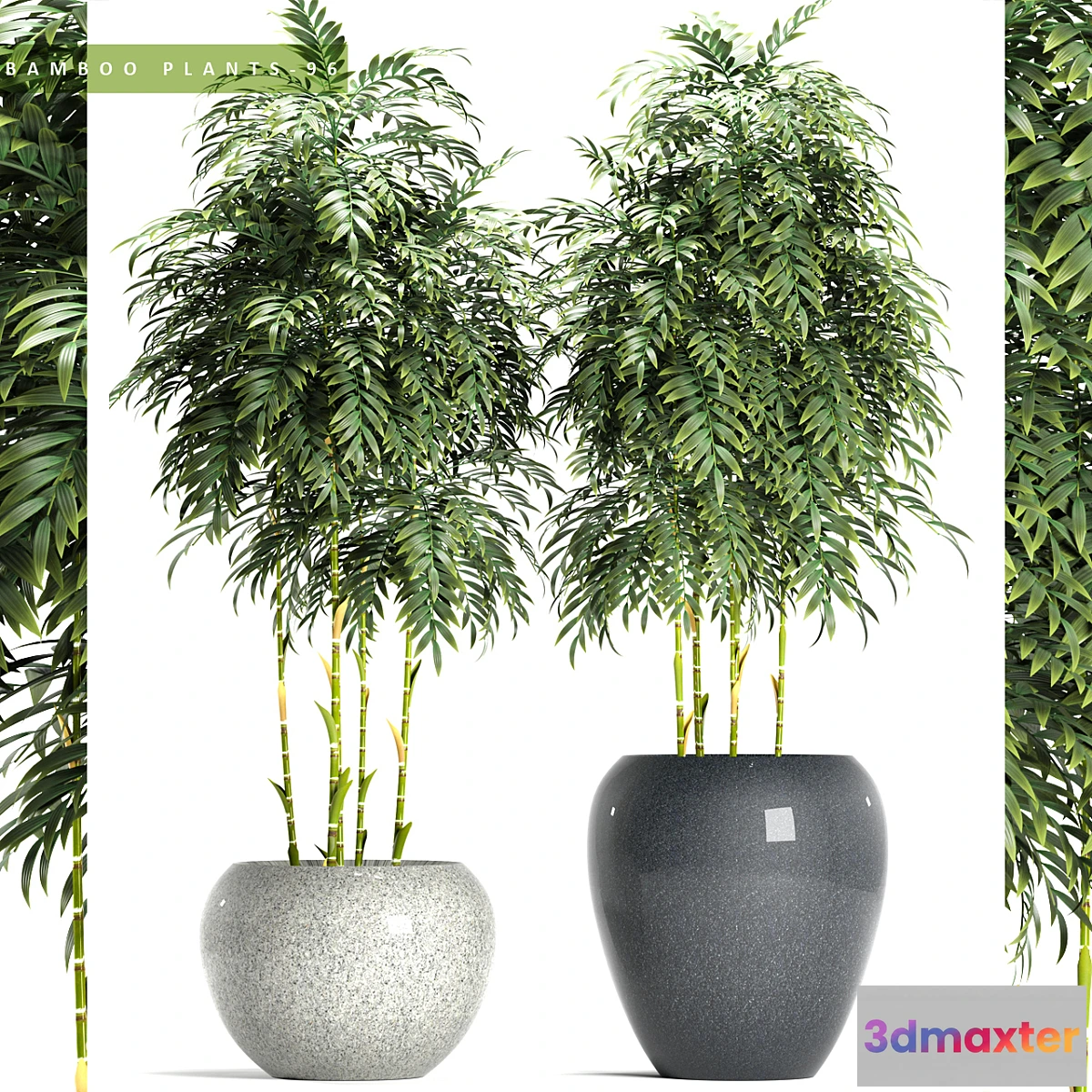 792182 - BAMBOO PLANTS 96 - No.2