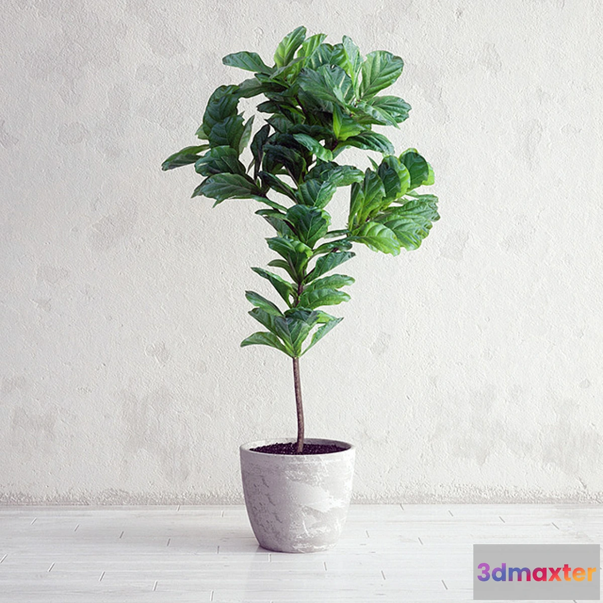 792202 - Ficus Lyrata - Interior Plant - No.3