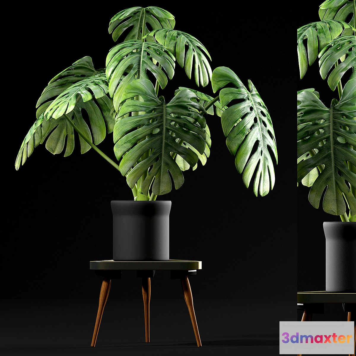 792232 - Monstera Plants 50 - No.3