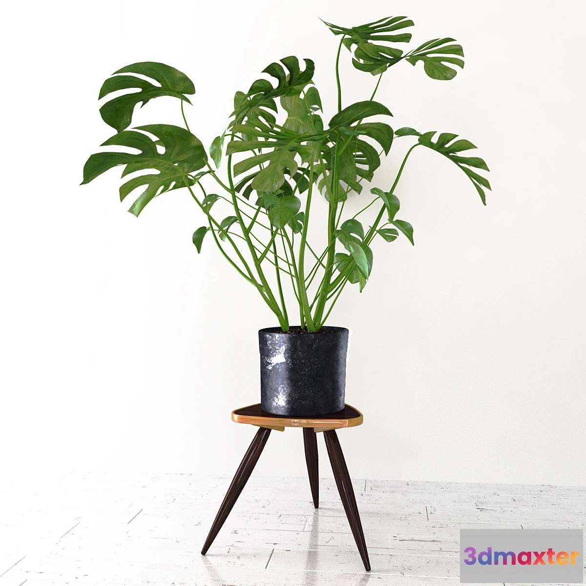 792288 - Monstera - No.5