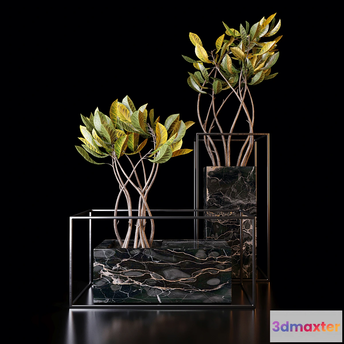 792548 - Croton trees - No.3