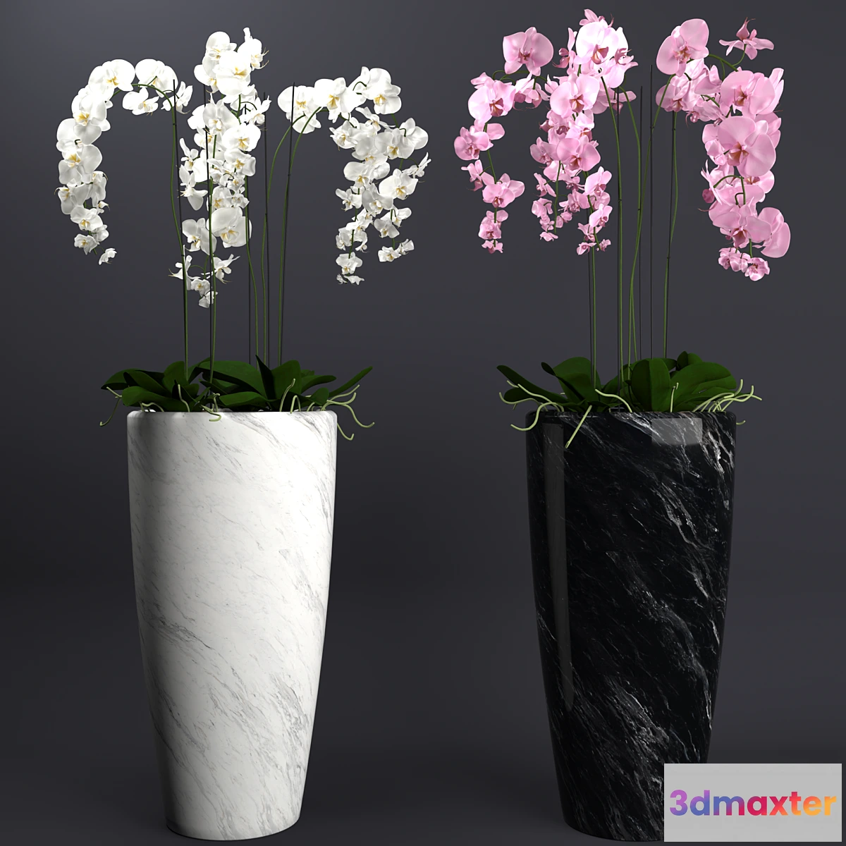 792552 - Orchid 4 - No.5