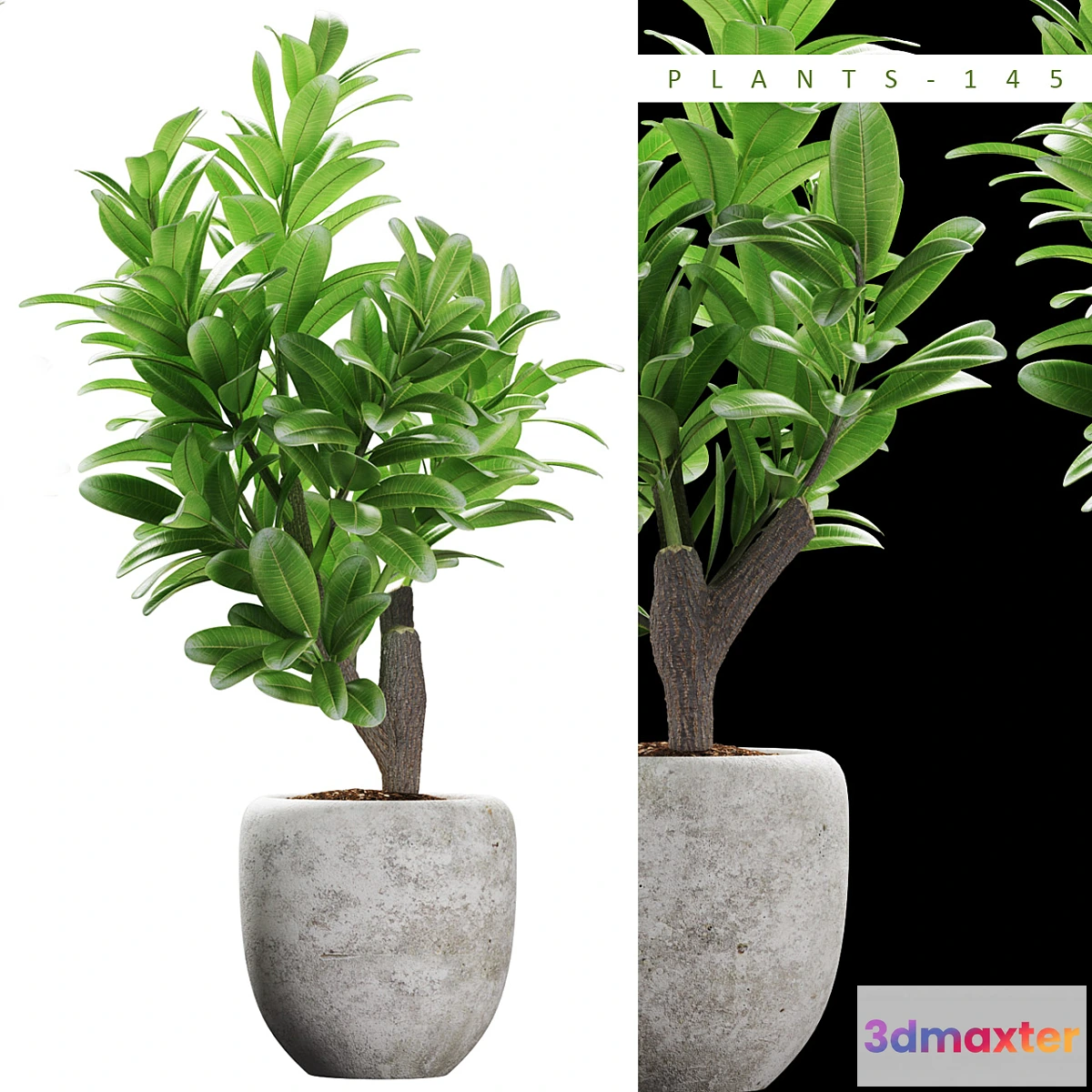 792606 - PLANTS 145 - No.2