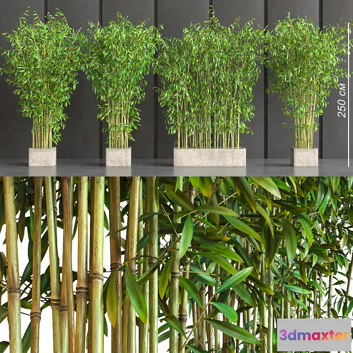 792622 - potted bamboo - No.3