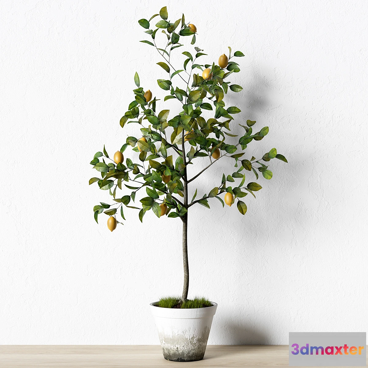 792730 - Plant_003 - No.2