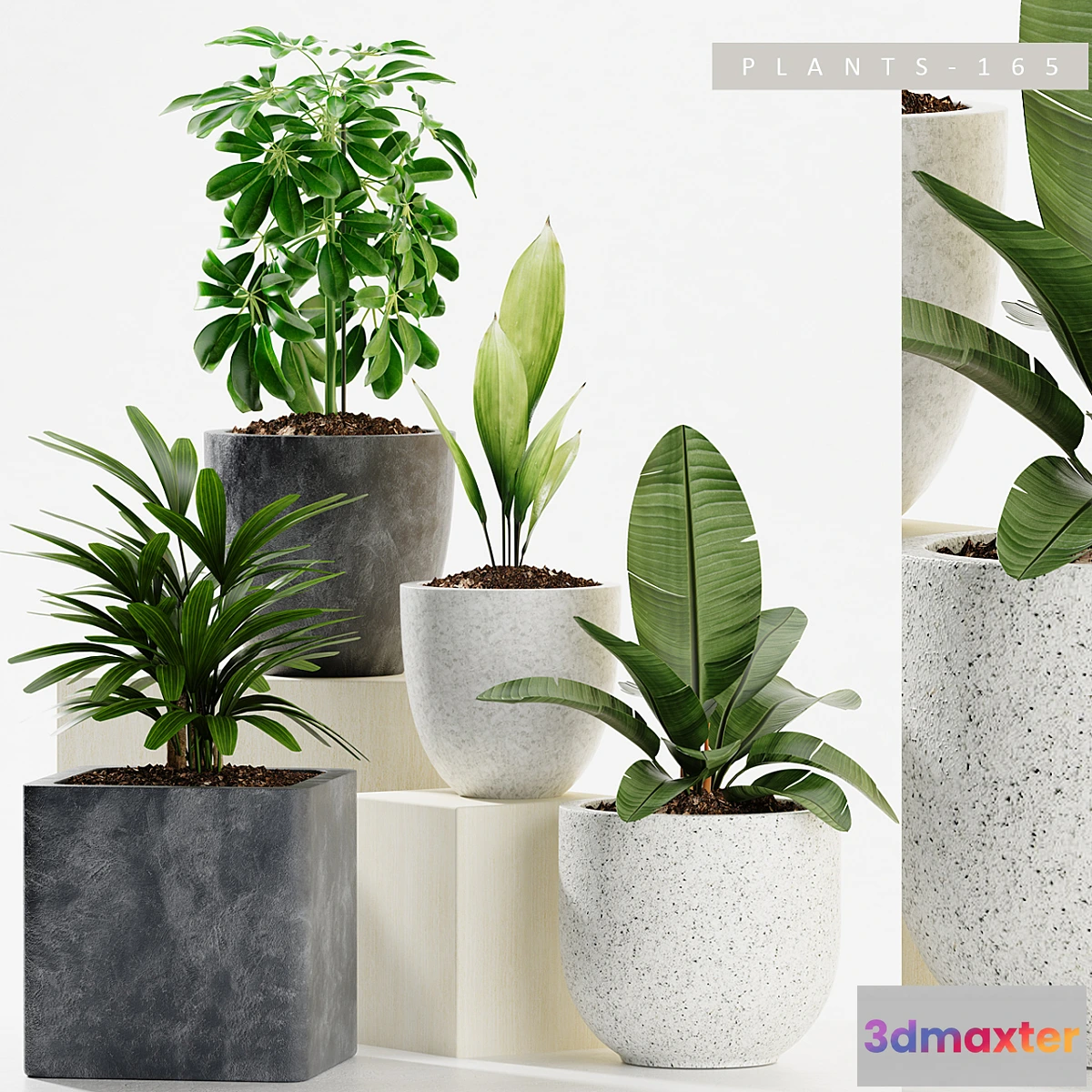 792802 - PLANTS 165 - No.2