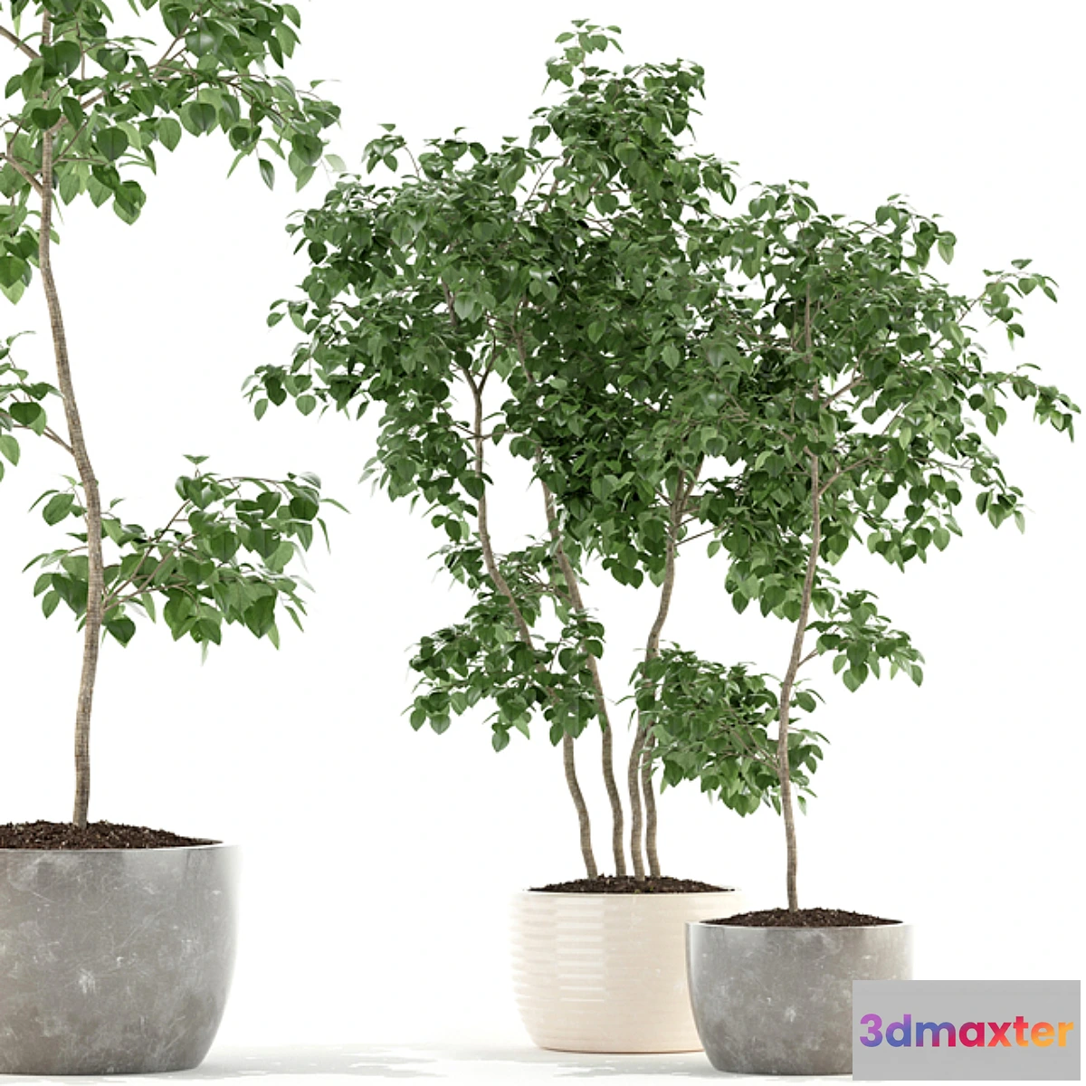 792840 - Plants collection 96 - No.2