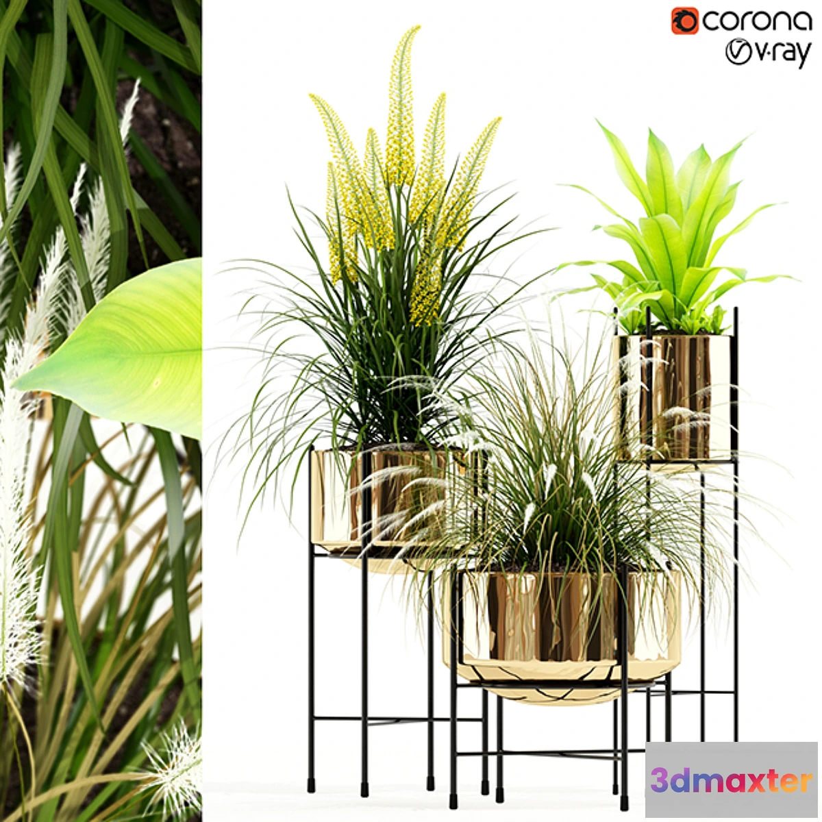 805682 - Plants collection 146 AGATA