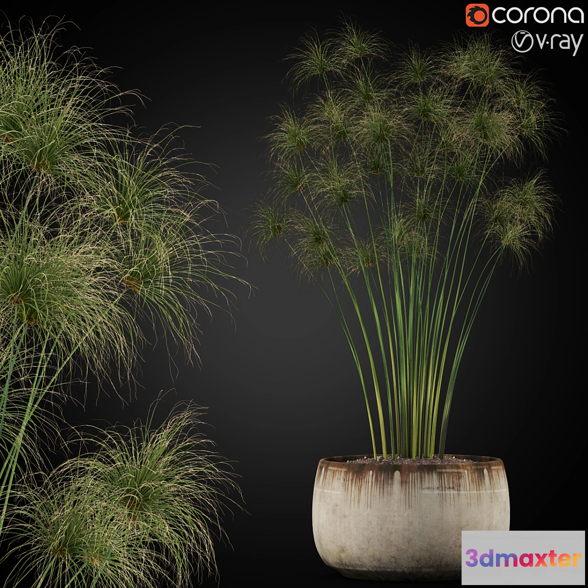 805706 - Plants collection 257 - No.2