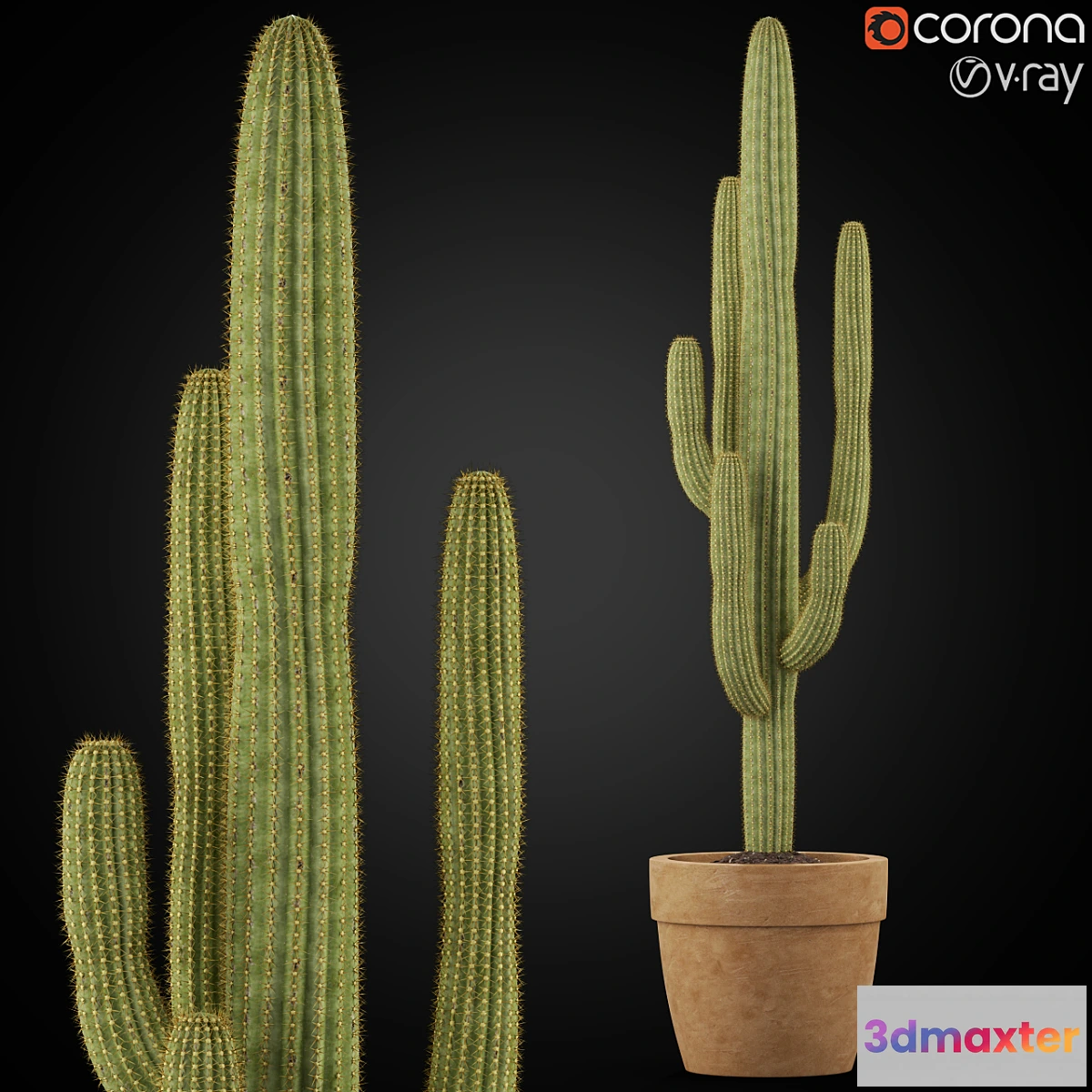 805708 - Plants collection 253 - No.2