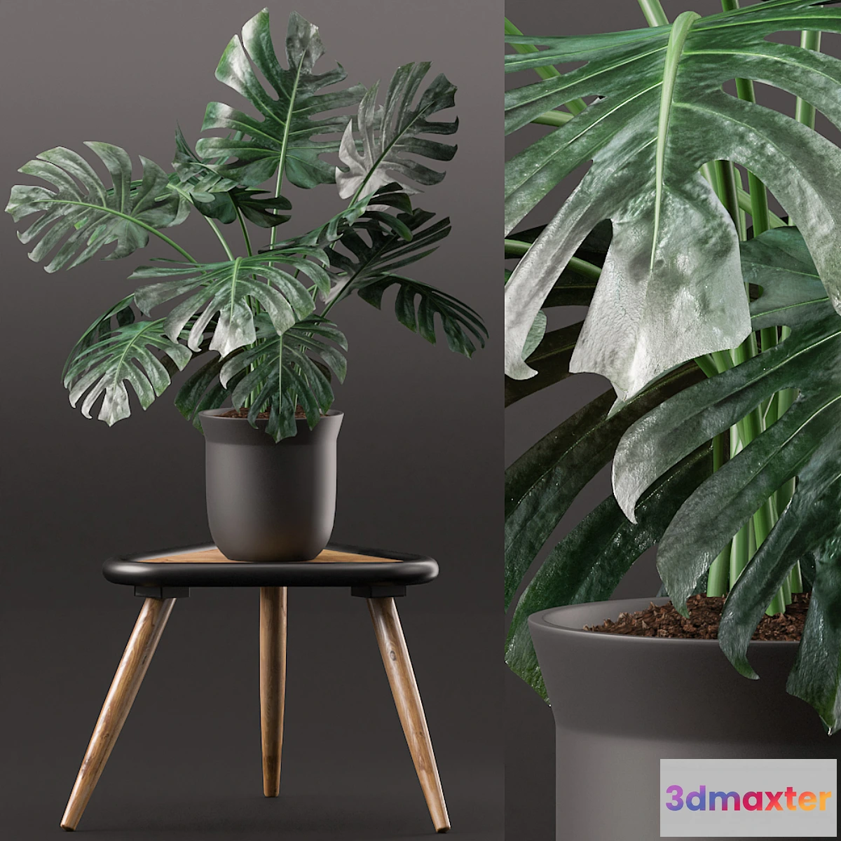 805774 - Plants 160 - No.3