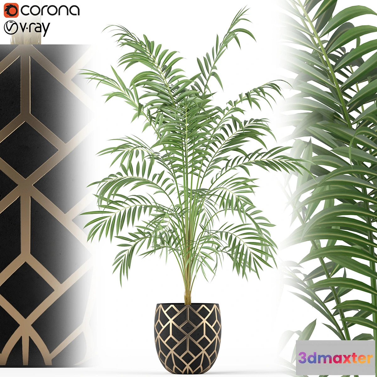 805834 - Plants collection 216 - No.2