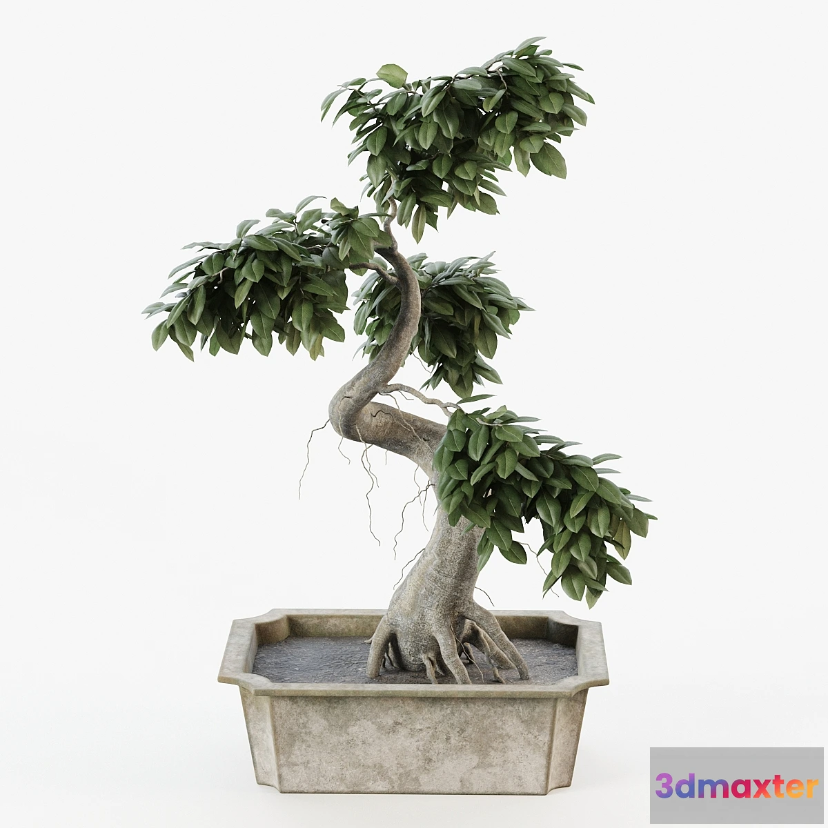 805870 - Bonsai tree ficus - No.2