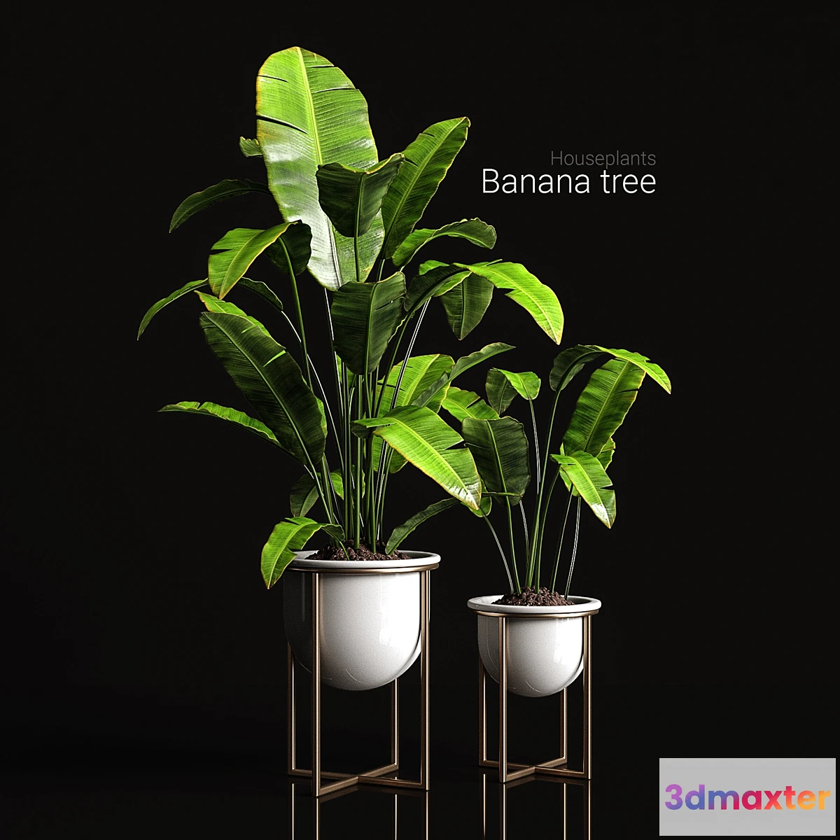 805872 - Houseplants banana tree - No.2