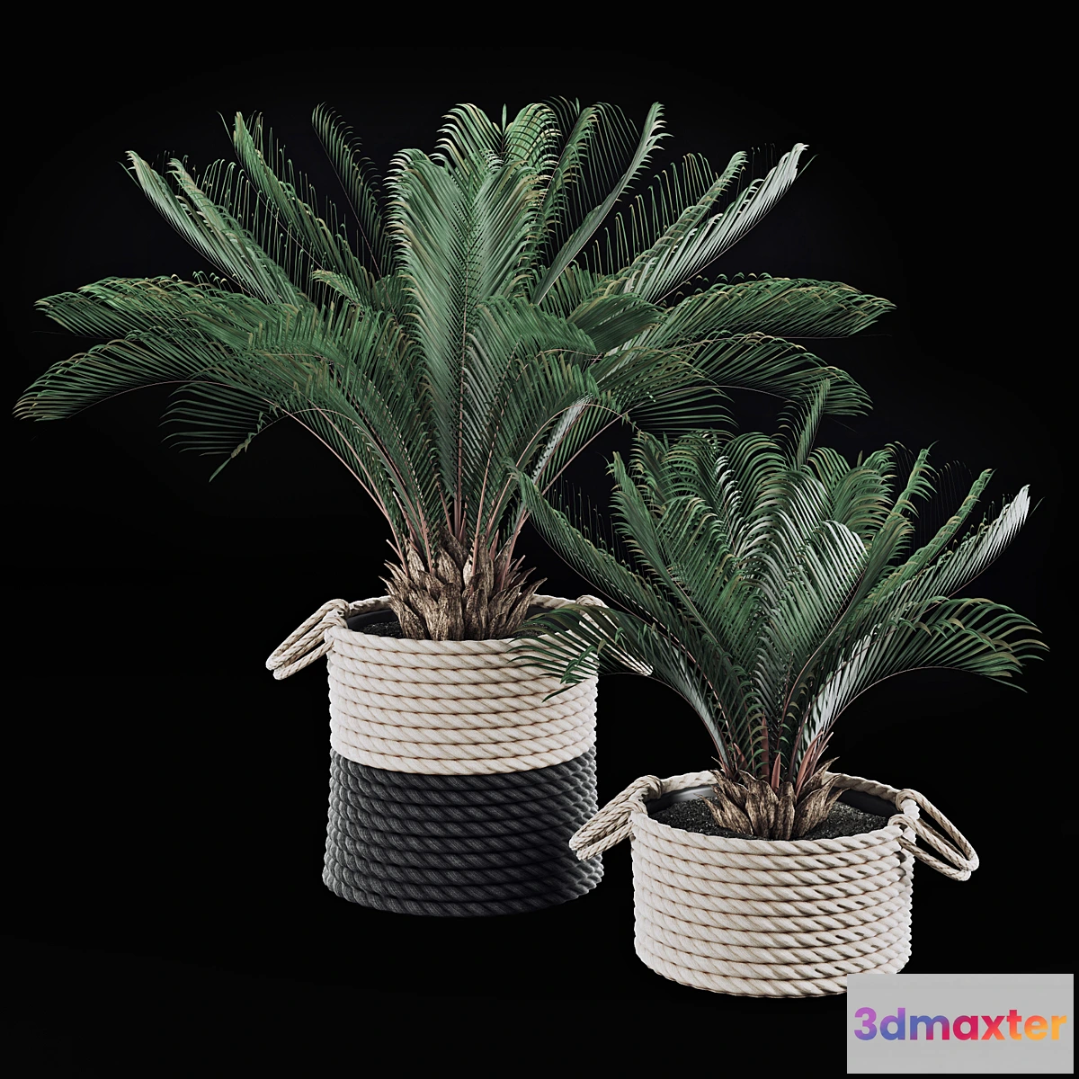 805906 - Palms in baskets - No.2