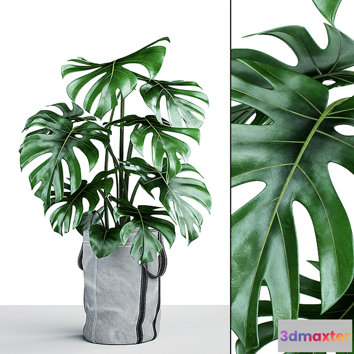 806624 - Monstera in tissue pots - No.3