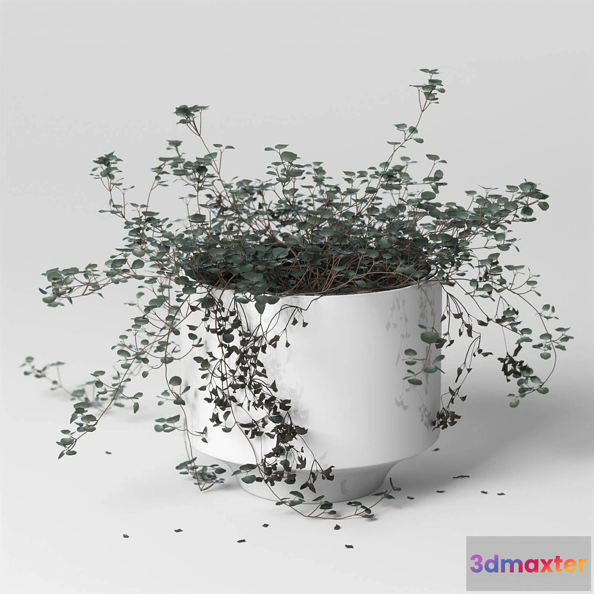 806700 - ib_indoor plant_Soleirolia - No.3