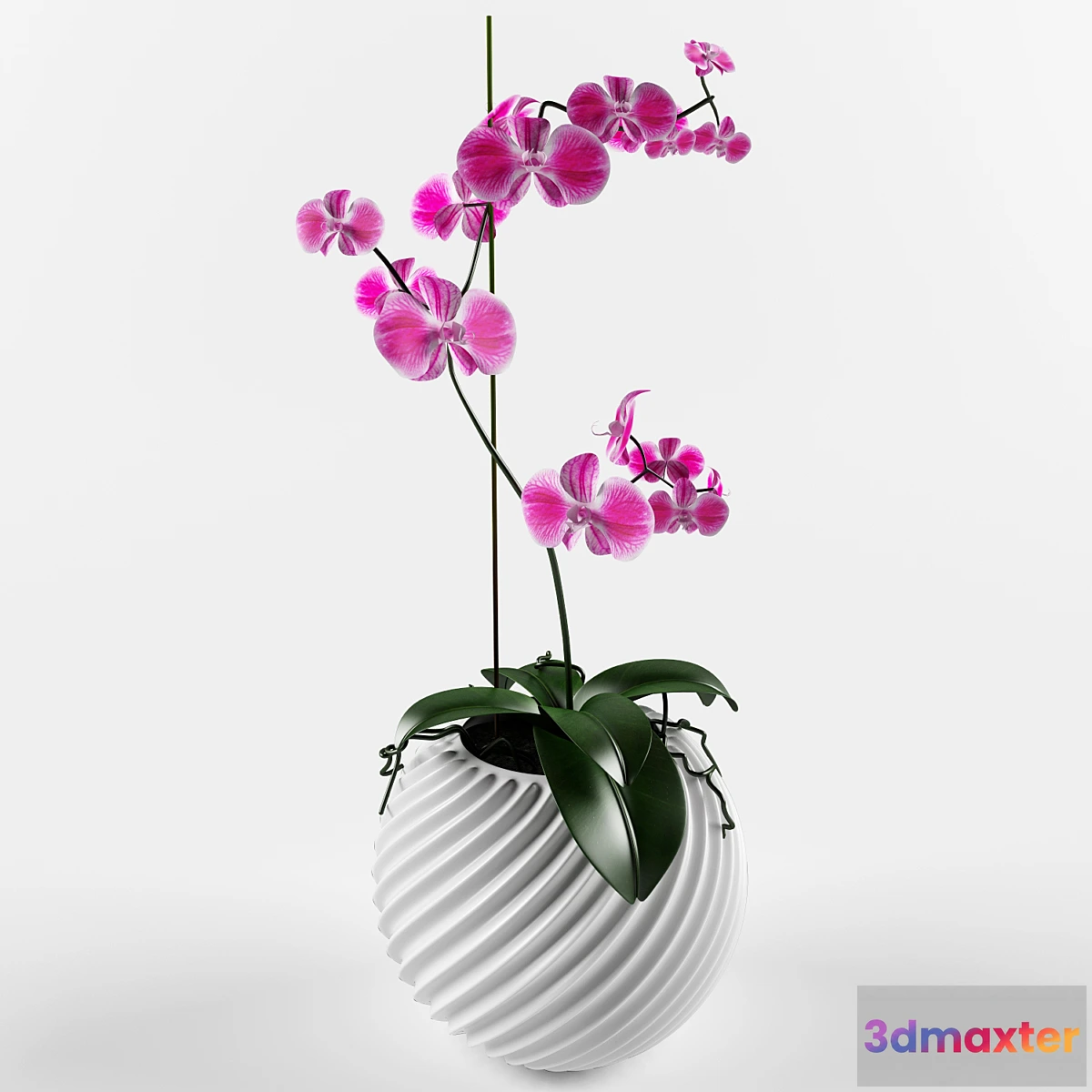 806724 - Orchid flower vampire - No.2