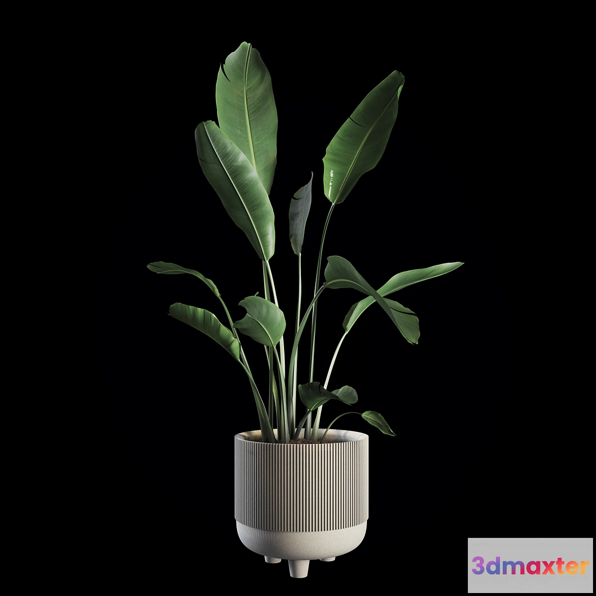 810554 - Indoor Plants Set 04 - No.2
