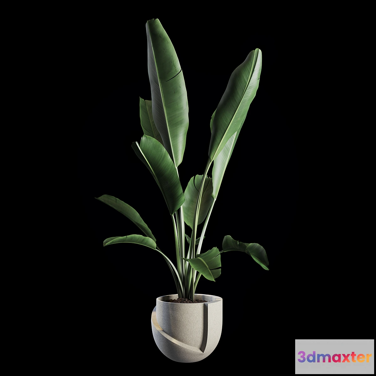 810568 - Indoor Plants Set 02 - No.2
