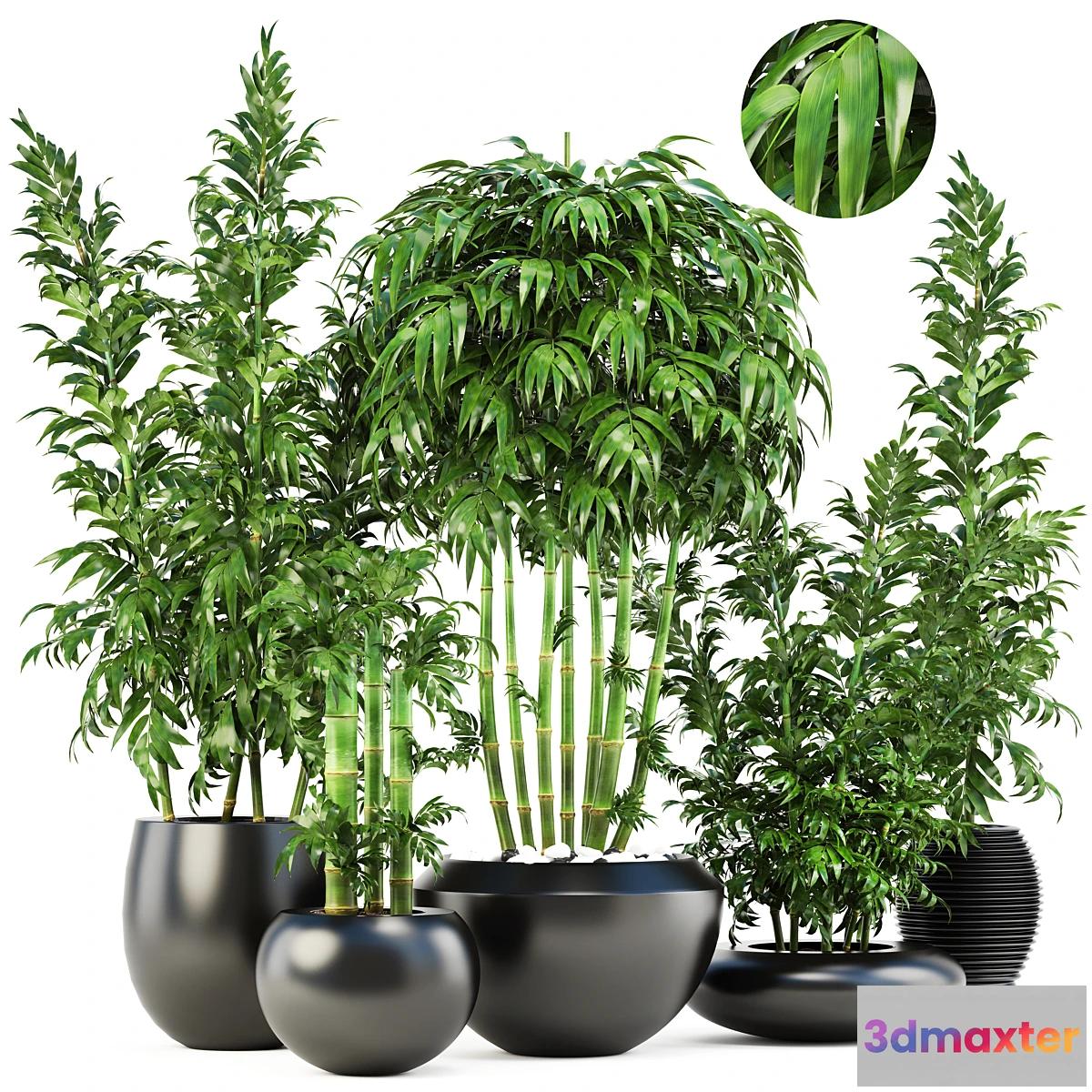 819532 - Collection of plants 131. Bamboo Trees bamboo bush black pot flowerpot indoor bamboo exotic thickets bush pebbles flowerpot