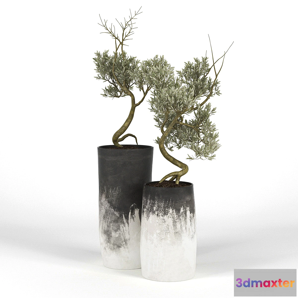 819544 - Olive_Tree_III - No.3