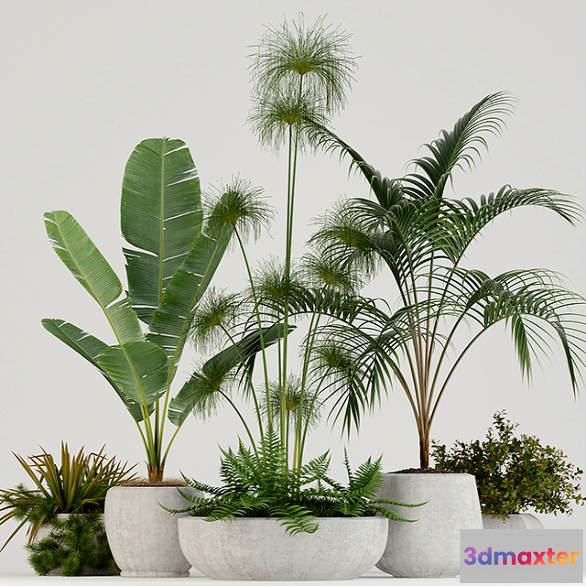 819546 - Plants collection 80