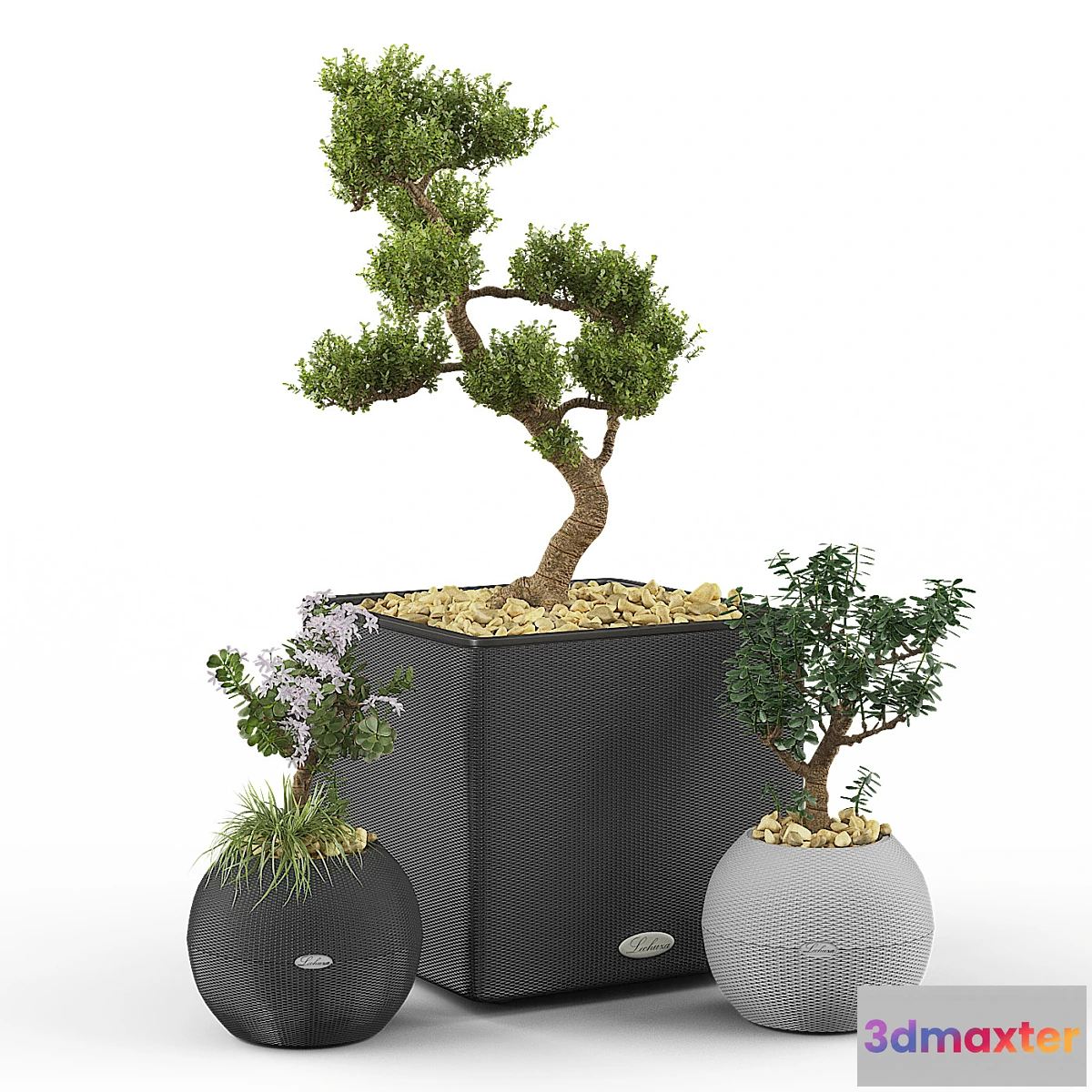 819550 - Crassula set (Money Tree)