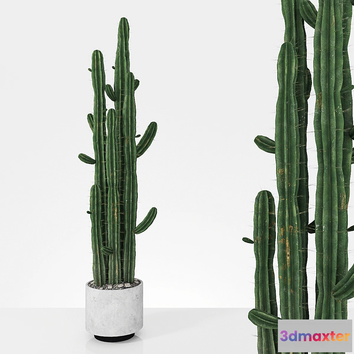 819566 - Plant 6.2 - No.5