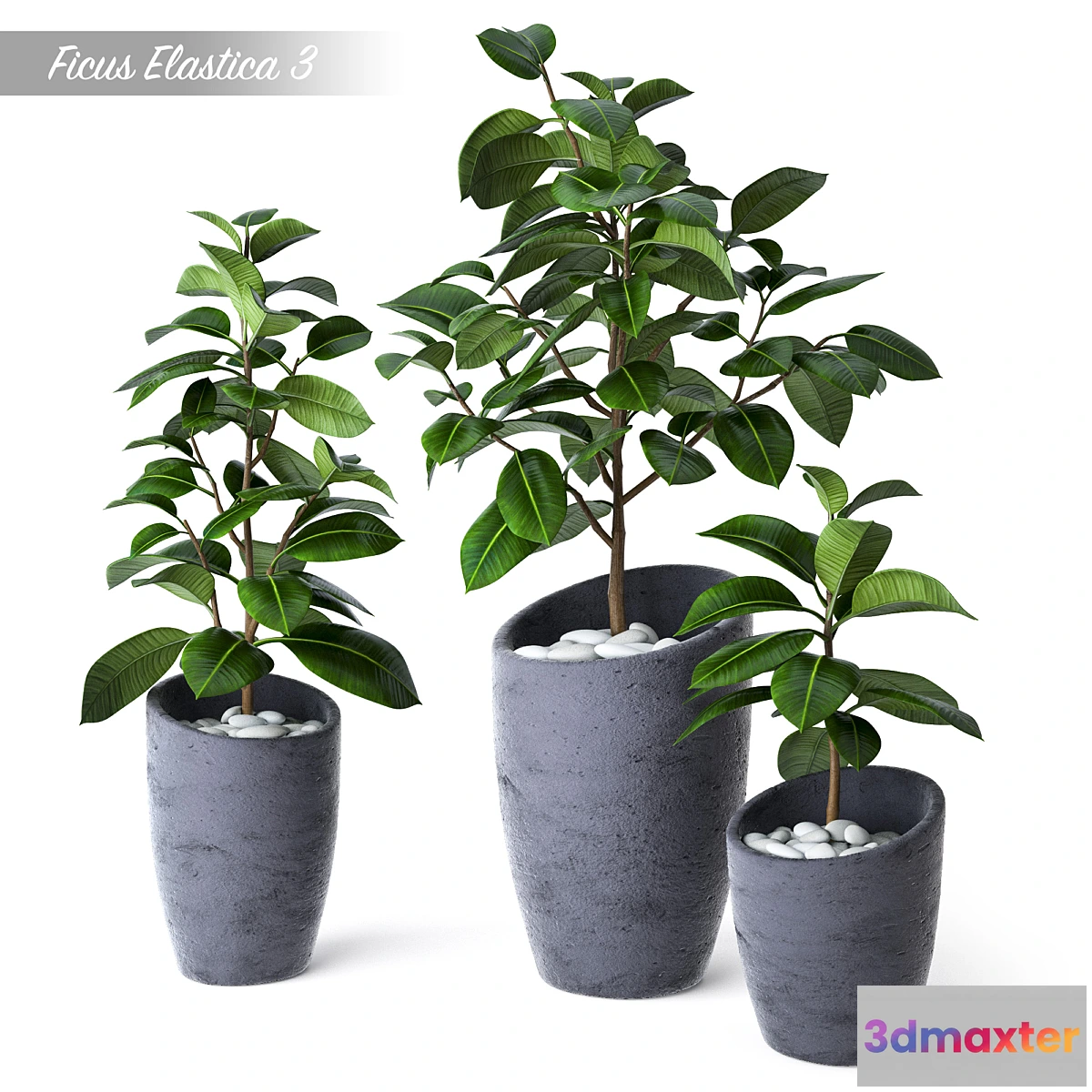 819602 - Ficus Elastica 3